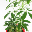 Load image into Gallery viewer, Umbrella Schefflera Plant In "Love Is Patient" Nursery Pot
