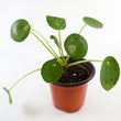 Load image into Gallery viewer, Pilea Peperomioides Live Plant in Ceramic White Retro Pot
