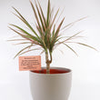 Load image into Gallery viewer, Dracaena Marginata Bush 'Colorama' Live Plant in Gray Ceramic Nursery Pot
