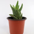Load image into Gallery viewer, Aloe Nobilis 'Gold Tooth Aloe' Succulent Plant in Silver Plant Pot
