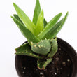 Load image into Gallery viewer, Aloe Nobilis 'Gold Tooth Aloe' Succulent Plant in "Jesus Loves Me" Planter

