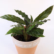 Load image into Gallery viewer, Furry Feather Calathea Live Plant in a 'Grow with God' Ceramic Clay Planter
