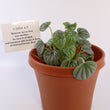 Load image into Gallery viewer, Peperomia Caperata 'Frost' Live Plant
