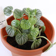 Load image into Gallery viewer, Peperomia Caperata 'Frost' Live Plant
