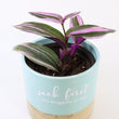 Load image into Gallery viewer, Tradescantia 'Albiflora' Nanouk Live Plant in "Seek First The Kingdom Of God" Nursery Pot

