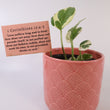 Load image into Gallery viewer, N'Joy Pothos Plant
