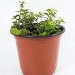 Load image into Gallery viewer, Creeping Inch Plant - Live Plant
