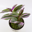 Load image into Gallery viewer, Tradescantia 'Albiflora' Nanouk Live Plant in "Grow In The Lord" Nursery Pot
