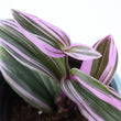 Load image into Gallery viewer, Tradescantia 'Albiflora' Nanouk Live Plant in "Seek First The Kingdom Of God" Nursery Pot
