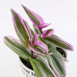 Load image into Gallery viewer, Tradescantia 'Albiflora' Nanouk Live Plant in "Grow In The Lord" Nursery Pot
