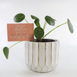 Load image into Gallery viewer, Pilea Peperomioides Live Plant in Ceramic White Retro Pot
