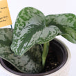 Load image into Gallery viewer, Scindapsus Pictus 'Exotica' Live Plant in Modern White Ceramic Plant Pot
